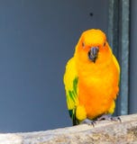 Jandaya parakiter som sitter på en filial i closeupen som från sidan öppnar hans näbb, en tropisk färgrik fågel från Brasilien arkivfoto Jandaya parakiter som sitter på en filial i closeupen som från sidan öppnar hans näbb, en tropisk färgrik fågel från Brasilien arkivfoto