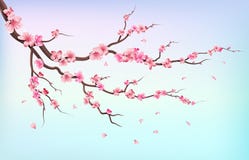 Japan sakura branches with cherry blossom flowers and falling petals isolated on white background vector illustration