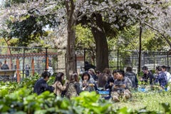 Japan, Tokyo, 04/12/2017 Een bedrijf van vrienden heeft lunch in het park royalty-vrije stock foto's Japan, Tokyo, 04/12/2017 Een bedrijf van vrienden heeft lunch in het park royalty-vrije stock foto's