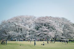Japaner-Kirschblüte-Kirschblüten in voller Blüte im Park, Tokyo lizenzfreie stockfotografie Japaner-Kirschblüte-Kirschblüten in voller Blüte im Park, Tokyo lizenzfreie stockfotografie