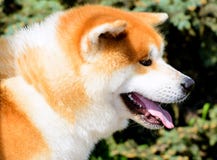 Japanese Akita Inu portrait in profile. The Japanese Akita Inu is in the city park Royalty Free Stock Images Japanese Akita Inu portrait in profile. The Japanese Akita Inu is in the city park Royalty Free Stock Images