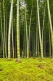 Bamboo grove arashiyama Kyoto, Japan