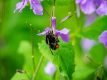 Japanese carpenter bee on annual honesty flowers 8 stock images Japanese carpenter bee on annual honesty flowers 8 stock images