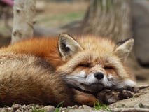 Japanese Fox Sleeping stock images Japanese Fox Sleeping stock images