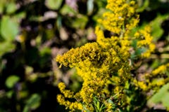 Japanese Golden rod royalty free stock image Japanese Golden rod royalty free stock image