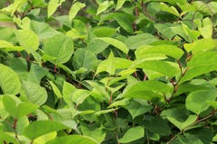 Japanese Knotweed Fallopia Japonica Close-up Growing In The UK. Stock Images Japanese Knotweed Fallopia Japonica Close-up Growing In The UK. Stock Images