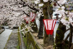 Chinese Lantern Tree Photos And Premium High Res Pictures