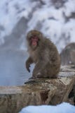 Cute Snow Monkey Sitting On A Rock royalty free stock image Cute Snow Monkey Sitting On A Rock royalty free stock image