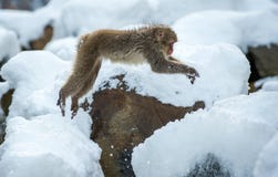 Japanese macaque in jump. royalty free stock photos Japanese macaque in jump. royalty free stock photos