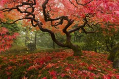 Japanese Maple stock images Japanese Maple stock images