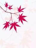 Japanese Maple Royalty Free Stock Image Japanese Maple Royalty Free Stock Image