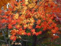 Japanese Maple Tree and Autumn Leaves stock images Japanese Maple Tree and Autumn Leaves stock images