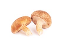 Japanese mushrooms on white stock photo Japanese mushrooms on white stock photo