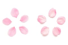 Japanese pink cherry blossom petal isolated on white background royalty free stock image Japanese pink cherry blossom petal isolated on white background royalty free stock image
