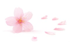 Japanese pink cherry blossom and petals isolated on white background royalty free stock image Japanese pink cherry blossom and petals isolated on white background royalty free stock image