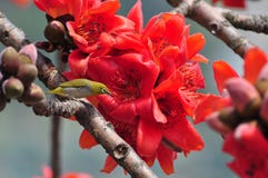 Japanese White eye on Red silk cotton tree flower Royalty Free Stock Photo Japanese White eye on Red silk cotton tree flower Royalty Free Stock Photo