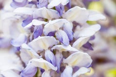 Japanese Wisteria (Wisteria floribunda) Stock Image Japanese Wisteria (Wisteria floribunda) Stock Image