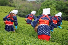 Japanese woman harvesting tea leaves Stock Images Japanese woman harvesting tea leaves Stock Images