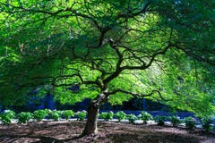 Japanische Ahornbaumgrottengärten, Portland stockfoto Japanische Ahornbaumgrottengärten, Portland stockfoto