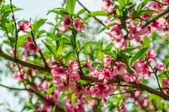 Japanse bloemen van appel op de takken in de lente stock fotografie Japanse bloemen van appel op de takken in de lente stock fotografie