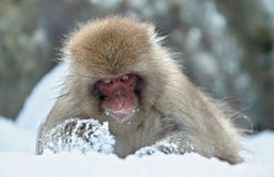 Japanse macaque E royalty-vrije stock foto Japanse macaque E royalty-vrije stock foto