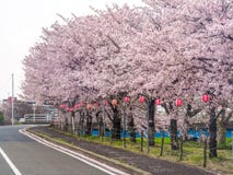 Japansk gata som fodras med Cherry Blossoms arkivfoton Japansk gata som fodras med Cherry Blossoms arkivfoton