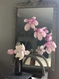 Japansk magnoliafilialordning fotografering för bildbyråer Japansk magnoliafilialordning fotografering för bildbyråer