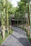 Japo?ski bambusa ogr?d w Nekoemon Chiang cukiernianym mai Thailand obraz stock Japo?ski bambusa ogr?d w Nekoemon Chiang cukiernianym mai Thailand obraz stock