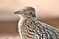 Jardim botânico Phoenix do deserto do Roadrunner, o Arizona, Estados Unidos imagem de stock royalty free Jardim botânico Phoenix do deserto do Roadrunner, o Arizona, Estados Unidos imagem de stock royalty free