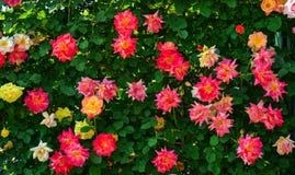 Jardim de rosas no parque de Ashikaga em Japão imagem de stock Jardim de rosas no parque de Ashikaga em Japão imagem de stock