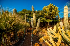 Jardim do cacto na ilha de Gran Canaria foto de stock Jardim do cacto na ilha de Gran Canaria foto de stock