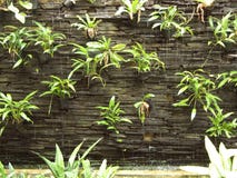 Jardim vertical imagens de stock royalty free Jardim vertical imagens de stock royalty free