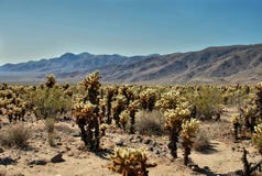 Jardin de cactus de Cholla, désert de parc national d'arbre de Joshua, Etats-Unis photographie stock Jardin de cactus de Cholla, désert de parc national d'arbre de Joshua, Etats-Unis photographie stock