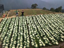 Jardin de fleurs de chou-fleur Mountain View chez Benguet images libres de droits Jardin de fleurs de chou-fleur Mountain View chez Benguet images libres de droits