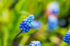 Jardin de jacinthe de raisin au printemps image stock Jardin de jacinthe de raisin au printemps image stock