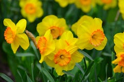 Jardin de jonquille Photographie stock libre de droits Jardin de jonquille Photographie stock libre de droits