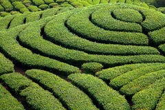 Jardin de thé de Gua de Ba dans Taiwan photos stock Jardin de thé de Gua de Ba dans Taiwan photos stock