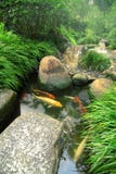 Jardin et étang japonais de Koi Jardin et étang japonais de Koi