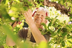 Jardinero de sexo femenino mayor que trabaja en su sonrisa de la granja fotografía de archivo libre de regalías Jardinero de sexo femenino mayor que trabaja en su sonrisa de la granja fotografía de archivo libre de regalías