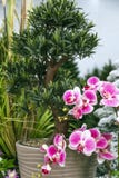 Jardín y decoración del diseño, detalles y elementos caseros de la decoración interior Las plantas ornamentales artificiales pica fotos de archivo libres de regalías Jardín y decoración del diseño, detalles y elementos caseros de la decoración interior Las plantas ornamentales artificiales pica fotos de archivo libres de regalías