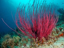 Jaskrawy coloured tropikalny koralowy tło Misool, Raja Ampat, Indonezja obrazy stock Jaskrawy coloured tropikalny koralowy tło Misool, Raja Ampat, Indonezja obrazy stock