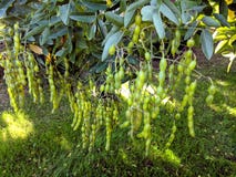 Jaskrawy - zielonego sznurka ziarna grochowi strąki Sophora & x28; Styphnolobium& x29; japonicaJapanese Pagodatree, uczonego drze zdjęcie stock Jaskrawy - zielonego sznurka ziarna grochowi strąki Sophora & x28; Styphnolobium& x29; japonicaJapanese Pagodatree, uczonego drze zdjęcie stock