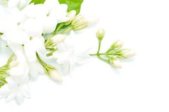Jasmin photo libre de droits Jasmin photo libre de droits