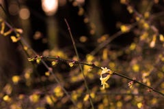 Jasmin d'hiver jaune ; fleur jaune Elf photographie stock libre de droits Jasmin d'hiver jaune ; fleur jaune Elf photographie stock libre de droits