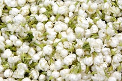 Jasmine Flower Royalty Free Stock Photography Jasmine Flower Royalty Free Stock Photography