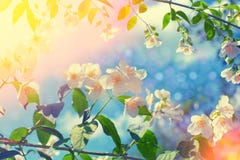 Jasmine Flower stock photo Jasmine Flower stock photo