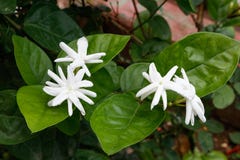 Jasmine Flowers blom i trädgården royaltyfria bilder Jasmine Flowers blom i trädgården royaltyfria bilder