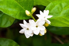 Jasmine isolate in spring summer after raining in the morning royalty free stock photography Jasmine isolate in spring summer after raining in the morning royalty free stock photography