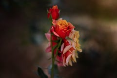 Jaune rouge de Rose Fleurs photos libres de droits Jaune rouge de Rose Fleurs photos libres de droits