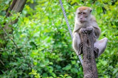Java Macaque s'asseyant sur un arbre dans la jungle de singe photo stock Java Macaque s'asseyant sur un arbre dans la jungle de singe photo stock